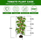 6 Packs Tomato Cages for Garden, 12"×12"×39" Plant Support Cage with Different Spacing, Green Metal Trellis for Climbing Plants Like Cucumber, Flowers