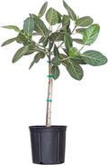 United Nursery Ficus Audrey – Standard Indoor Tree in 10” Grower Pot – 32–38 Inches Tall – Upright Green Ficus with Velvety Leaves – Low-Maintenance, Air-Purifying Plant for Home or Office