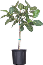 United Nursery Ficus Audrey – Standard Indoor Tree in 10” Grower Pot – 32–38 Inches Tall – Upright Green Ficus with Velvety Leaves – Low-Maintenance, Air-Purifying Plant for Home or Office
