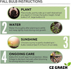Purple Allium Bulbs for Planting - Easy to Grow Perennial Flowers, Top Size Bulbs, Large Spherical Blooms (5 Bulbs)