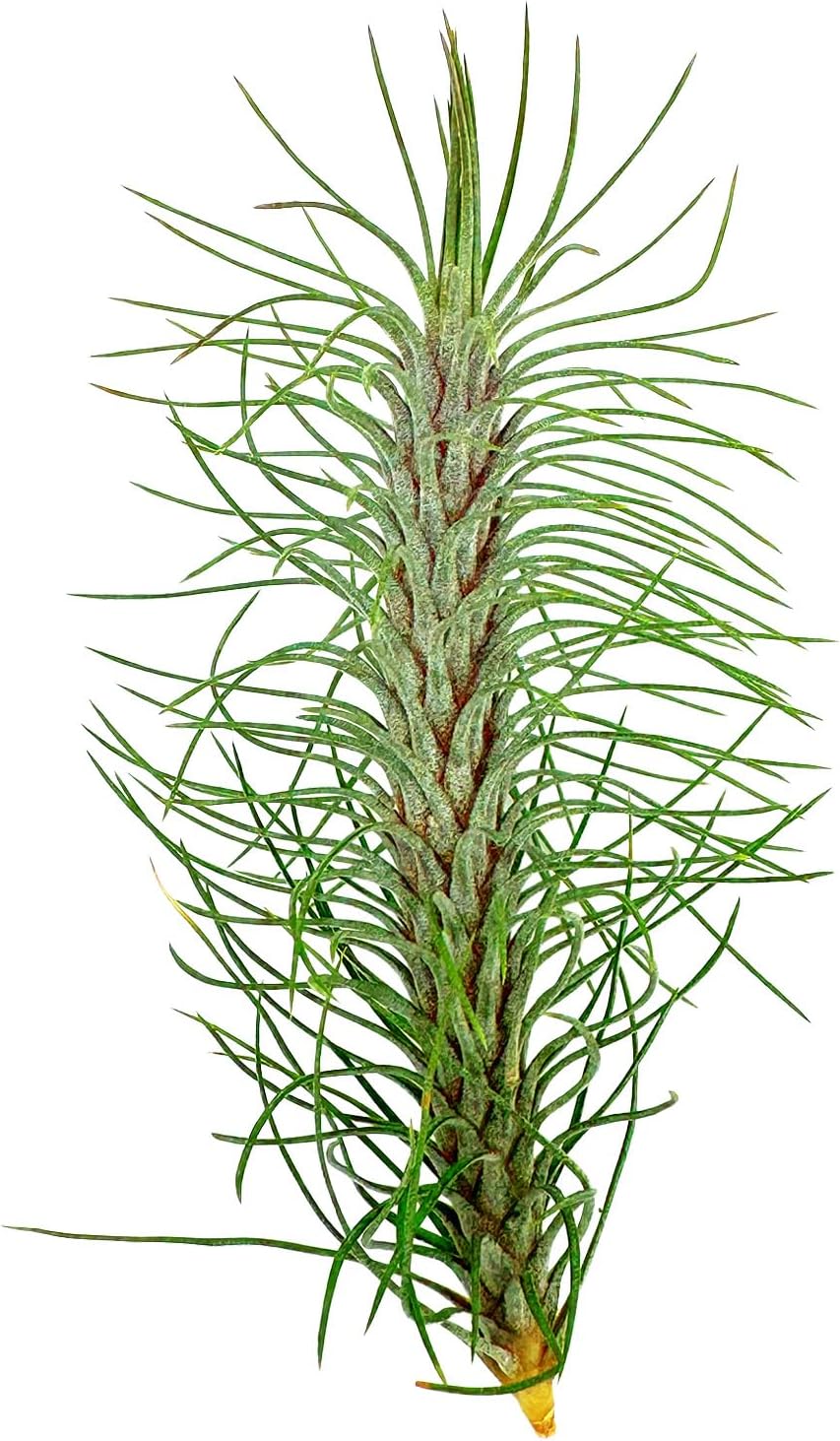 ragnaroc Air Plants - Colombian Tillandsia Funckiana, Large 5" - 5ct - Live Arrival Guaranteed - House Plants for Home Decor & Gift