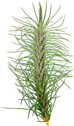 ragnaroc Air Plants - Colombian Tillandsia Funckiana, Large 5" - 3ct - Live Arrival Guaranteed - House Plants for Home Decor & Gift