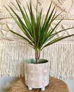 Dracaena Marginata Cane Live Plant for Indoor | Different Houseplants in 4'' & 6'' Pot | Real House Plant for Living Room, Office, Desk & Bathroom | Dragon Tree