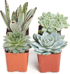 Shop Succulents Blue & Green Succulent Plant Pack Collection - Live Mini Succulent Plants, Low Maintenance, Mixture of Textures - Wedding and Party Favors, Gift & Garden, Pack of 4