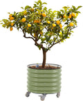 Rolling Metal Citrus Tree Planter, Self-Watering Round Planter Box for Porch Patio & Backyard, Raised Garden Bed with Wheels for Growing Trees Tomatoes Vegetables and Flowers, Single Pack-Olive Green