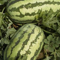 Watermelon Garden Seeds - Jubilee - 3 g Packet ~40 Seeds - Non-GMO, Heirloom Vegetable Gardening Fruit Melon Seeds