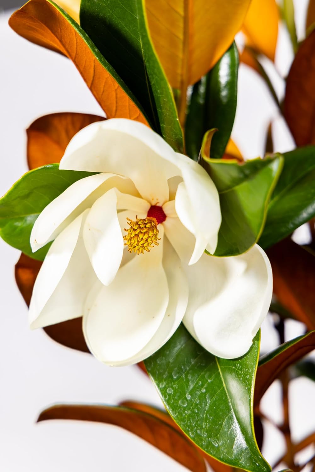 Magnolia Tree DD Blanchard Variation, Live Plant, Magnolia Flower, 3-4 Feet Tall, Southern Landscaping Plant Perfect for Home Growers, by The Magnolia Company, Can not Ship to CA, AK, HI, PR