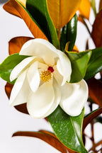 Magnolia Tree DD Blanchard Variation, Live Plant, Magnolia Flower, 3-4 Feet Tall, Southern Landscaping Plant Perfect for Home Growers, by The Magnolia Company, Can not Ship to CA, AK, HI, PR