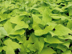 American Plant Exchange Lime Sweet Potato Vine – 6-Inch Pot – Live Trailing Foliage Plant, Fast-Growing Ornamental Vine for Hanging Baskets, Patio Containers & Garden Borders