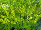 1. Bacopa Monnieri Easy Freshwater Live Aquarium Plant with Roots (7+ Stems)