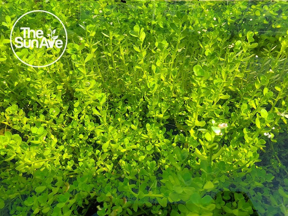 1. Bacopa Monnieri Easy Freshwater Live Aquarium Plant with Roots (7+ Stems)