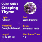 21500+ Creeping Thyme Flower Seeds for Planting Outdoor-Non-GMO Heirloom Magic Carpet Ground Cover Plants Thymus Serpyllum Plant in Your Home Garden