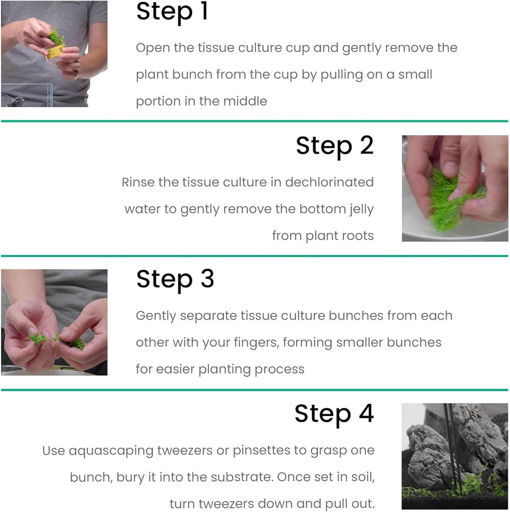 Ultum Nature Systems Live Tissue Culture - Malayan Sword (Aglaonema simplex) - Easy Care - Medium Light - Deep Green Accent - Midground - 100% Snail Free Grown in-Vitro