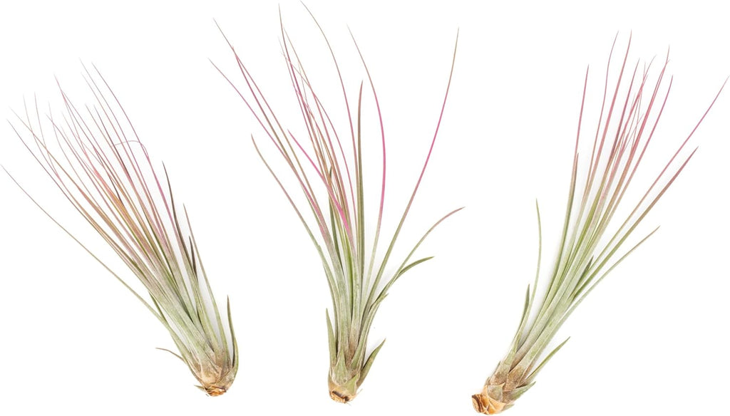 Fuchsia Colorful Tillandsia Air Plants - Long Lasting Color Enhanced Live Tillandsia Succulent House Plants - Home and Garden Decor - Easy Care Indoor/Outdoor Plants (Juncea, Single)