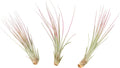 Fuchsia Colorful Tillandsia Air Plants - Long Lasting Color Enhanced Live Tillandsia Succulent House Plants - Home and Garden Decor - Easy Care Indoor/Outdoor Plants (Juncea, Pack of 3)