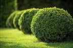 Japanese Boxwood | 10 Live 4 Inch Pots | Buxus Microphylla | Formal Evergreen Low Maintenance Hedge