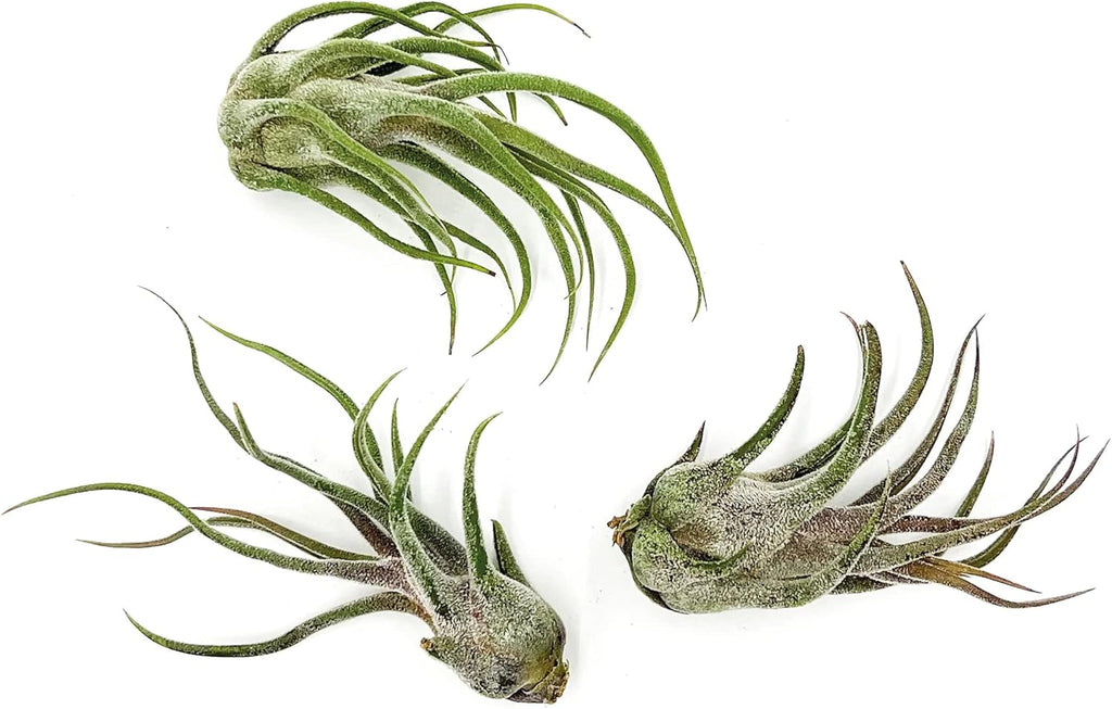 ragnaroc Air Plants - Tillandsia Pruinosa, Large 3-5" - 3ct - Live Arrival Guaranteed - House Plants for Home Decor & Gift