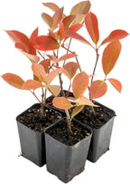 4 Red Tip Photinia, Photinia x fraseri, Thriving in Extra Deep Nursery Cubes