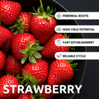 Albion Everbearing Strawberry Plants - Fruit Very Firm, Sweet, High Yields (20 Plants) Can Not Ship to California.