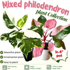 2 Philodendron Live Plant 5-9" Tall, Rare Tropical Indoor Houseplant Home Garden (Mix Rare Philodendron)