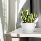 12/10/9 Inch Plant Pots, 3 Pack Large Flower Pots for Indoor and Outdoor Plants with Water Ripples, Large Plastic Flower Pots with Drainage Holes and Tray for Garden Indoor Plants,White