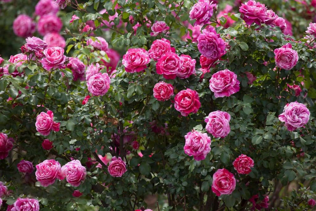 200+ Climbing Rose Seeds for Planting Outdoors - Vibrant Vine Flower, Long-Blooming Ornamental Garden Blooms (Pink)
