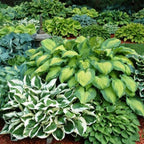 Fantastic Deal - 12 Bare Roots Hosta Plants - Mixed Heart-Shaped Hosta - Rich Green Foliage, Low Maintenance, Heart Shaped Leaves - Indoor and Outdoor