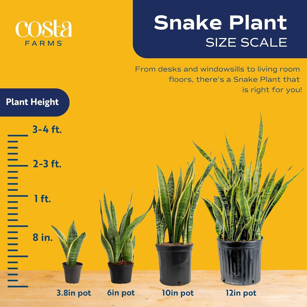 Costa Farms Sansevieria Snake Live Indoor Plant, 8-Inch Tall, Grower's Choice, White-Natural Décor Planter
