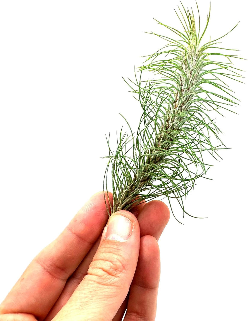 ragnaroc Air Plants - Colombian Tillandsia Funckiana, Large 5" - 3ct - Live Arrival Guaranteed - House Plants for Home Decor & Gift