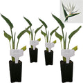 Bird of Paradise - White - Strelitzia Nicholai. (4 White BoP in Cup)