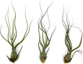 ragnaroc Live Air Plants - Tillandsia Butzii, Jumbo 7-9" - 3ct - Live Arrival Guaranteed - House Plants for Home Decor & Gift