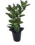 Burfordi Holly | 3 Live Plants | Ilex Cornuta | Fast Growing Evergreen Shrubs, Privacy Hedge Plants, Dark Green Foliage, Low Maintenance Landscaping, Ideal for Hedges and Borders