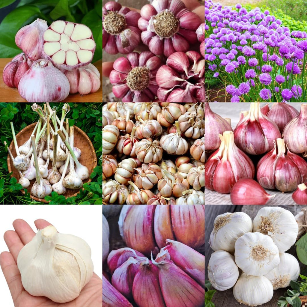 1 Pound Garlic for Planting in Fall Mix Random Softneck Hardneck, 8-10 Assorted Garlic Bulbs for Planting, Fresh and High Yield Bulb Variety Pack, Hardy and Fast Growing