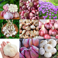 1 Pound Garlic for Planting in Fall Mix Random Softneck Hardneck, 8-10 Assorted Garlic Bulbs for Planting, Fresh and High Yield Bulb Variety Pack, Hardy and Fast Growing