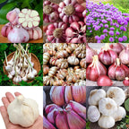 1 Pound Garlic for Planting in Fall Mix Random Softneck Hardneck, 8-10 Assorted Garlic Bulbs for Planting, Fresh and High Yield Bulb Variety Pack, Hardy and Fast Growing