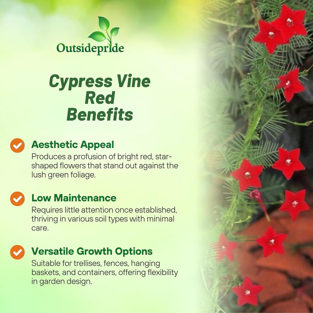 Outsidepride Red Cypress Vine Seeds - 100 Pcs Annual Flower Seeds with Nectar-Rich, Star-Shaped Flowers & Feathery, Fern-Like Leaves for Fences, Trellises, Pergolas & Vertical Gardens