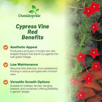 Outsidepride Red Cypress Vine Seeds - 100 Pcs Annual Flower Seeds with Nectar-Rich, Star-Shaped Flowers & Feathery, Fern-Like Leaves for Fences, Trellises, Pergolas & Vertical Gardens
