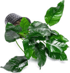SubstrateSource Anubias Live Aquarium Plants - Potted Freshwater Plant for Fish Tanks, Terrariums - Beginner Friendly Low Light (Nana, Mother Plant)