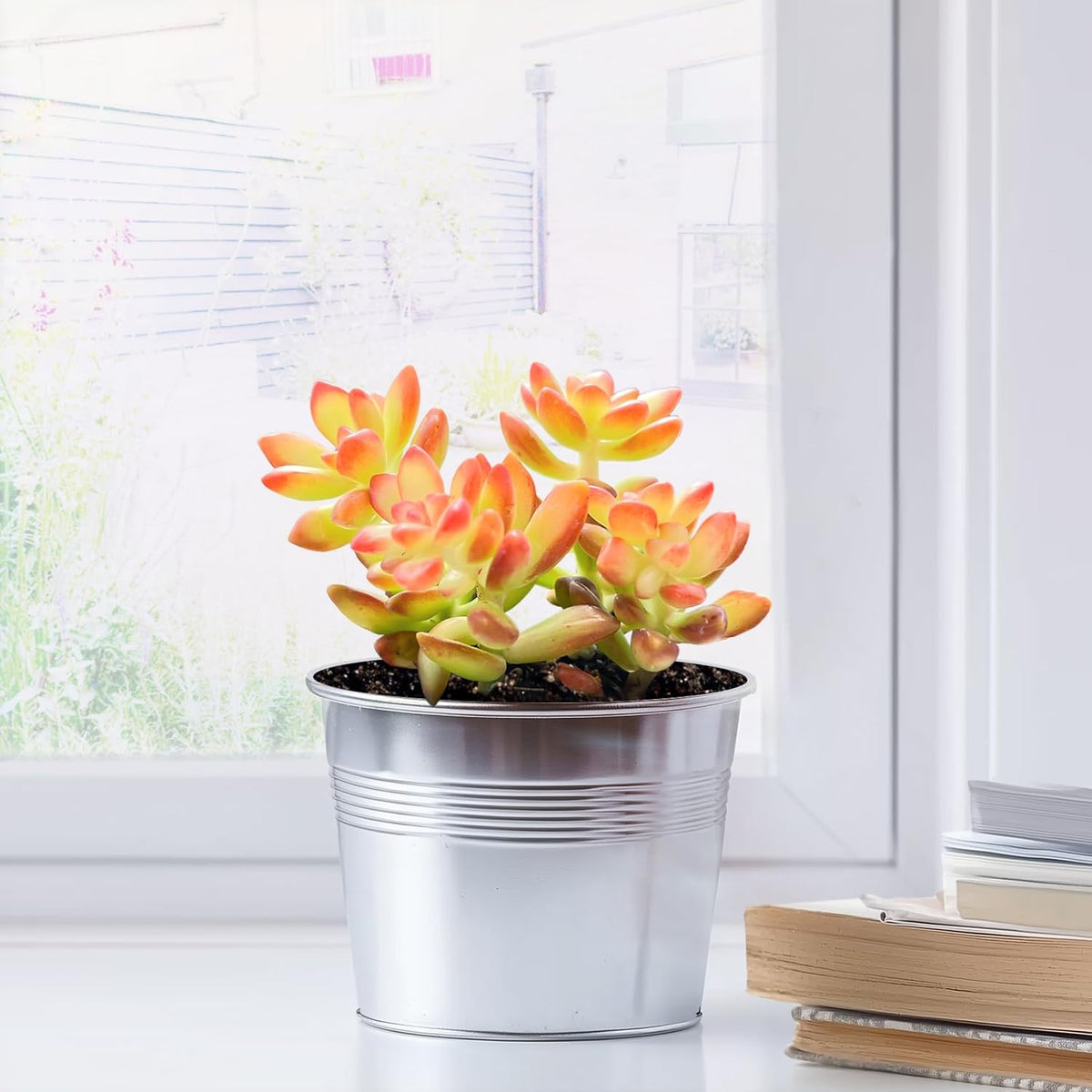 2" Live Succulent 'Sedum adolphii Shooting Stars', Rare Succulent Plants Fully Rooted in Pots, Unique House Plant for DIY, Party Favor, Home Office Decoration