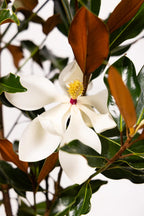 Southern Magnolia Sympathy Gift Tree by The Magnolia Company - Get Beautiful and Fragrant Flowers on Lush in Memory Magnolia Tree Gift - Can Not Ship to California