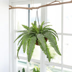 Fake Hanging Plants Large Boston Fern Artificial Plants Outdoor Realistic Fake Ferns with Palm Basket Silk Plants Ferns Hanging Plant Artificial Decor for Home Front Porch Window Garden - Dusty Green