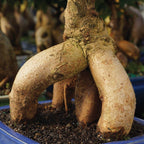 Brussel's Bonsai Live Ginseng Grafted Ficus Indoor Bonsai Tree - Medium, 6 Year, 8 to 12 In - Live Bonsai Tree in Ceramic Bonsai Pot and Humidity Tray