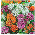 Blood Flower Milkweed Seeds - Food and Host Plant for Monarch Butterflies…