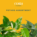 Costa Farms Pothos Assortment (Baltic Blue, Amplissimum, Golden Pothos)