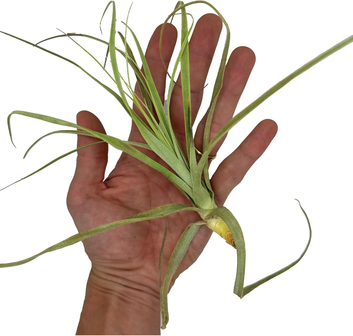 ragnaroc Air Plants - Tillandsia Straminea Jumbo 6-9" - 3ct - Live Arrival Guaranteed - House Plants for Home Decor & Gift