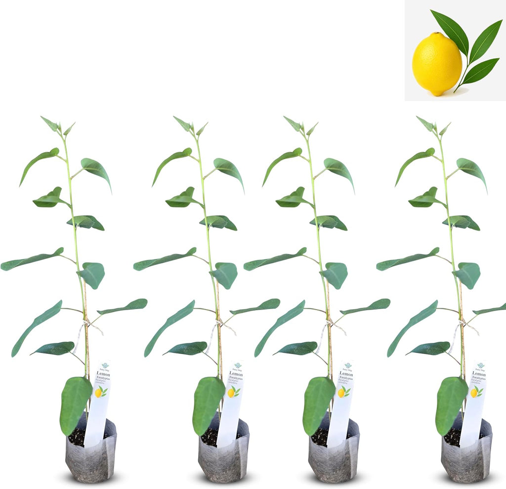 Lemon Eucalyptus (Corymbia citriodora) Live Plant - Fragrant Indoor/Outdoor Plant with Natural Insect Repellent Citronella Oil (4 eucal-Lemon sacs)