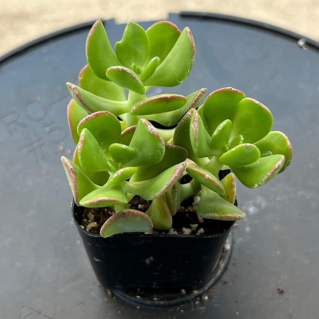 Sprout N Green Tree Stonecropin | Sedum dendroideum with 2 inch Starter Pot, Rare Live Succulent Plant Fully Rooted, Home Office Indoor Outdoor Wedding Decoration DIY Projects Party Favor