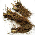 White Carolina Pineberry Plants - 10 Roots -Bareroot-Pineapple/Strawberry Flavor - Grow Indoors or Out
