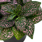 BubbleBlooms Pink Hypoestes Phyllostachya in a 4 inch Pot Polka Dot Flamingo Plant