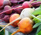 Rainbow Blend Beets for Planting – Plant & Grow Heirloom Rainbow Beets in Home Outdoor Vegetable Garden, Beta vulgaris – 2 Packets
